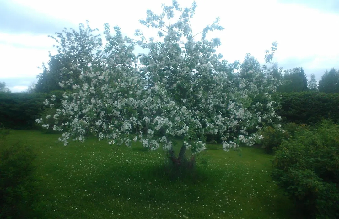 Hyvölän Talo-1