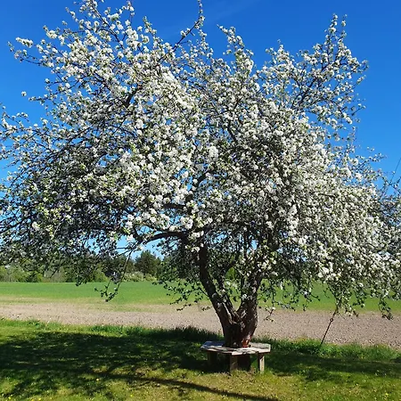 Majatalo Elsa-2